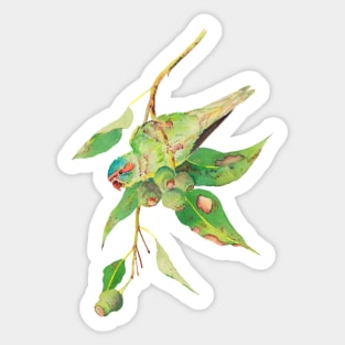 Musk lorikeet and gumtree branch with gumnuts watercolour painting Sticker